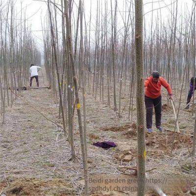 Price of 7 - Centimeter Melia Azedarach Trees With High Survival Rate photo-2