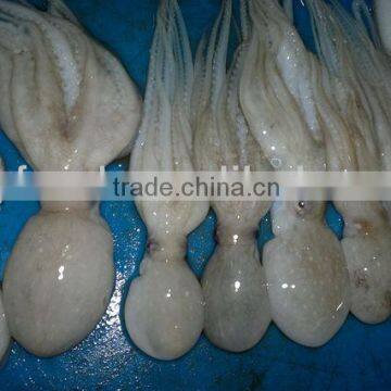 IQF Frozen China Fish Fresh Mix Seafood Include Baby Octopus And Shrimp