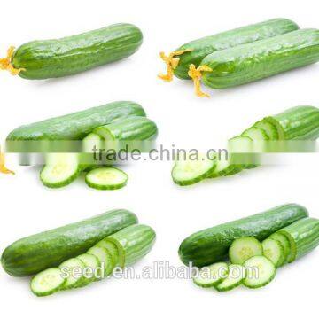 cucumber seeds of Chinese vegetable seeds SXC No.4