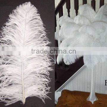 Ostrich feather for decorations