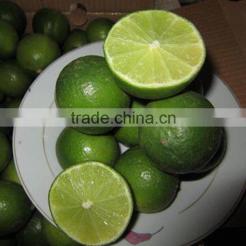 Fresh Lemon/ Best price and quality / New crop 2015