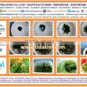 FRESH SEAGRAPS - CAULERPA LENTILLIFERA - SEAWEED VIETNAM - GREEN CAVIAR OKINAWA DEHYDRATED TIDA KIM OEM PRODUCTION EXPORTER