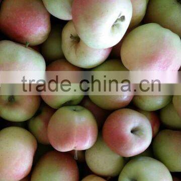 GALA APPLES