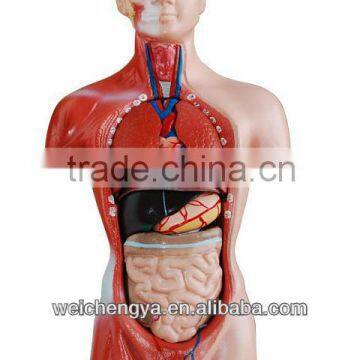 Educational/Medical /Biology Teaching Model 26cm Torso 15 Parts