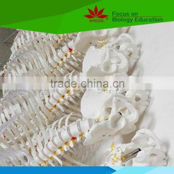 With Colored Muscle and Ligament 170 Huamn Skeleton Medical Model photo-5