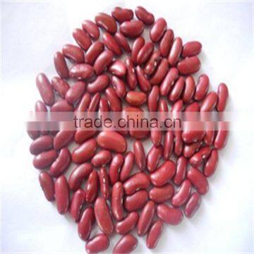 Red Kideny Bean photo-2