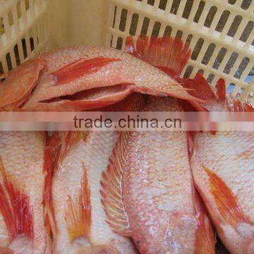 frozen red tilapia fish from China IQF