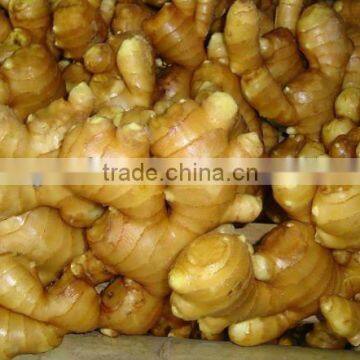 new crop ginger 100g and up