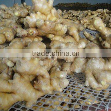 fresh ginger for sale(SGS,ISO,GAP)