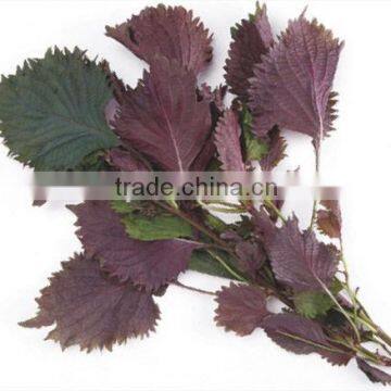 Mytext Perilla Leaf Powder