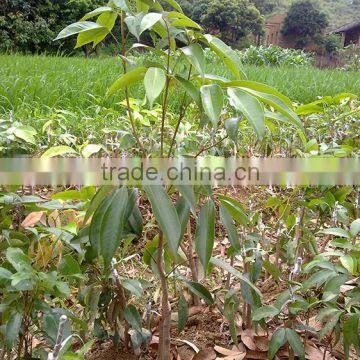 Litchi Tree Seedling