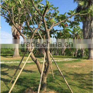 Red Flower Plumeria Rubra L. Cv. Acutifolia