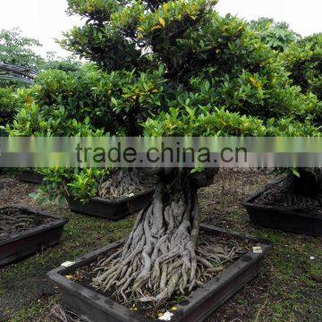 bonsai plants of Ficus Microcarpa