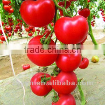 Pink Fruit Tomato Seeds Series