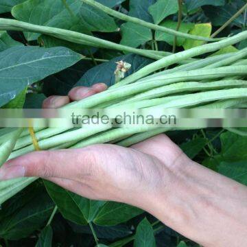 Asian cowpea vegetable seeds by wholesale