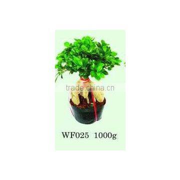 Ficus Microcarpa bonsai trees