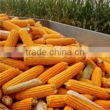 Dependable Performance Mini Peeling Machine for Corn on Sale photo-6