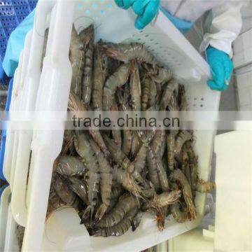 best seafood live white shrimp vannamei