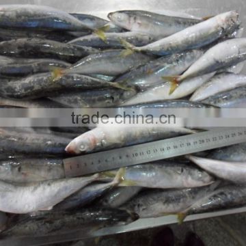 Slender mackerel China Exporter with size 80 pcs / 10 kg ctn