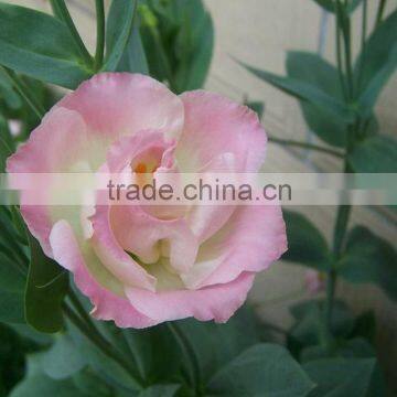 Fresh cut OEM natural cut eustoma