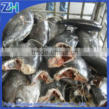 Sea frozen Atlantic pomfret fish white,balck,gloden