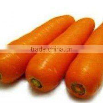 provide new crop carrot