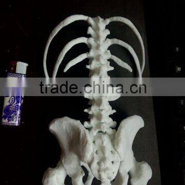 High Quality 3d Models Printing Service for Hospital photo-2