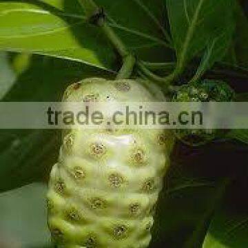 Morinda Citrifolia