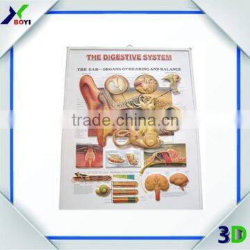 3D Anatomical Chart--- Ear, Nose and Throat (ENT) photo-4