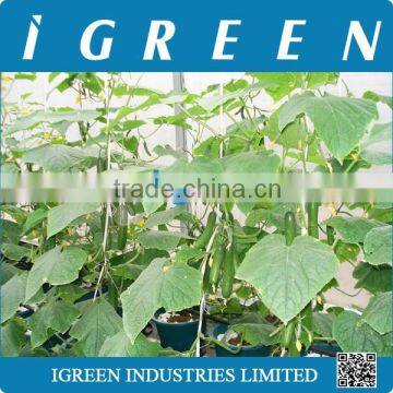 Dutch Pot Vegetable Growing System photo-5