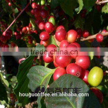 Bulk Packaging Freeze Dried Coffee photo-2