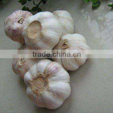 2013 chinese fresh garlic