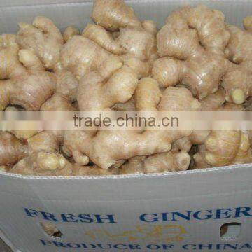2012 New Crop Air-dry Ginger