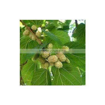 Morus macroura (Silkworm Mulberry, White King)