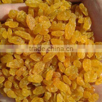 2015 Crop Golden Raisin for Asia Market