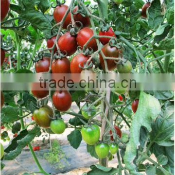 Hybrid purple cherry tomato seeds for growing-Purple 101