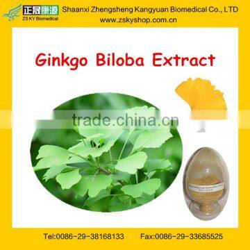 Food Supplement for the aged Ginkgo biloba P.E / Ginkgo Biloba Extract