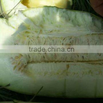 Shelled and Roasted Chinese Green Pumpkin Seed Kernels New Crop photo-3