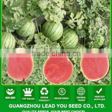 W26 Xiaoyu red small size seedless watermelon seeds for planting