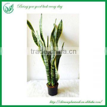 Sansevieria Bonsai for Maket photo-2