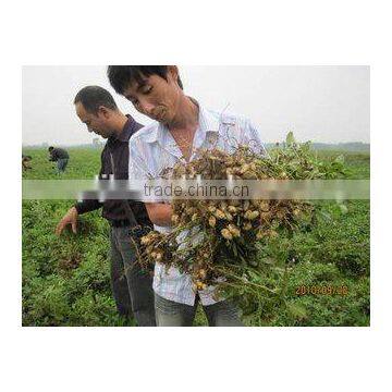 Seaweed Extract Organic Liquid Root Bio Fertilizer Organic NPK Fertilizer photo-4