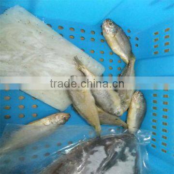 frozen cooked iqf fish foods