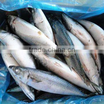 Scomber Japonicus photo-2