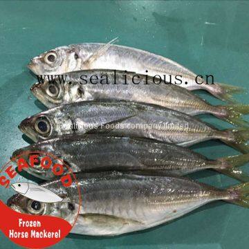 Frozen Horse Mackerel/Jack Mackerel Whole Round