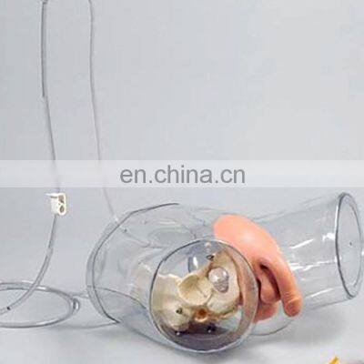 Transparent Male Catheterization Model Nursing Training Manikin photo-2