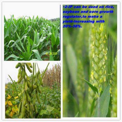 High Purity Plant Growth Regulator 2ip 99%TC N6-(2-Isopentenyl)adenine for Sale photo-3