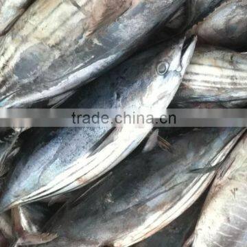 Salt Water Frozen Skipjack Tuna Fish photo-3
