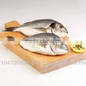 Mediterranean Seabream