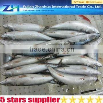 200-300g sea frozen mackerel fish, fresh seafood giant squid series