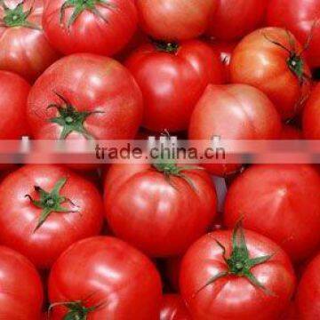 bestseller tomato paste